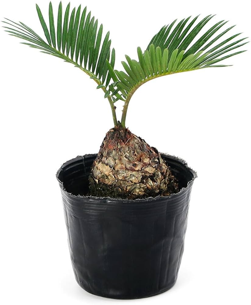 Amazon｜【charm】(観葉植物)サイカス ソテツ(蘇鉄) 3号(1鉢